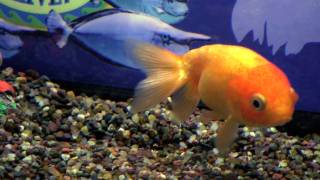 Trained fish playing soccer and doing cool tricks!