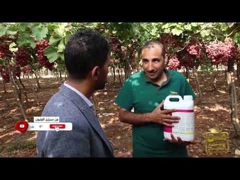 تعالوا نشوف حصاد عنب كريمسون بس طعم لذيذ وتلوين مذهل