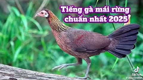 Tiếng gà mái rừng gọi trống 2025.2026