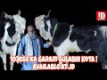 103Kgs ka Garam Gulabhi Kota Available at JD Goat Farm