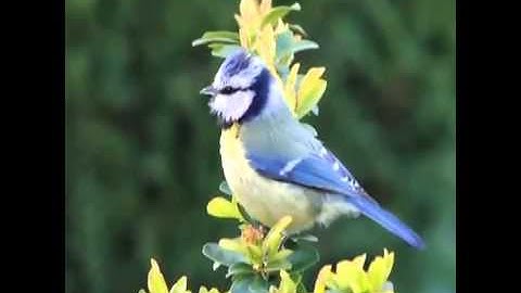 02 Ecological adaptations and non-linear species responses to global change.mp4