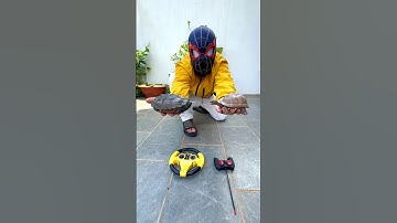 two remote control turtles unboxing & testing 💥