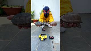 Two Remote Control Turtles Unboxing & Testing