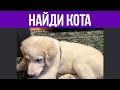 СУПЕР ТЕСТ на ВНИМАТЕЛЬНОСТЬ   НАЙДИ ЖИВОТНЫХ на фото! 🐈 БУДЬ В КУРСЕ TV