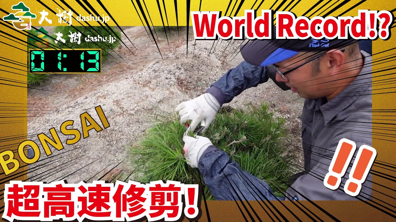 【Super high speed pruning!】Secret technique of Japanese Bonsai master!!