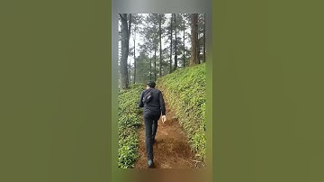 Bikin video klip di hutan pinus