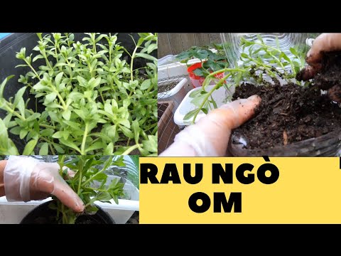 Video Cách Trồng Rau Ngò Om Trong Bình Nước Ở Mỹ - youtube