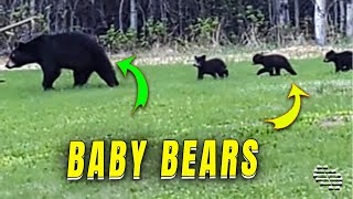 Three Baby Bear Cubs Chase After Mother