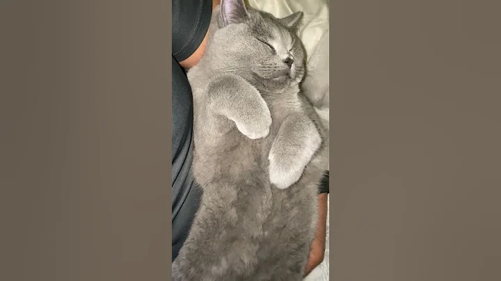 Video 6645391: british shorthair kitten baby, cat baby sleeping, love baby cats, cute cat baby love