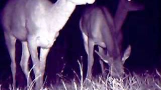 Red deer hinds (biches) eating apples 2.AVI