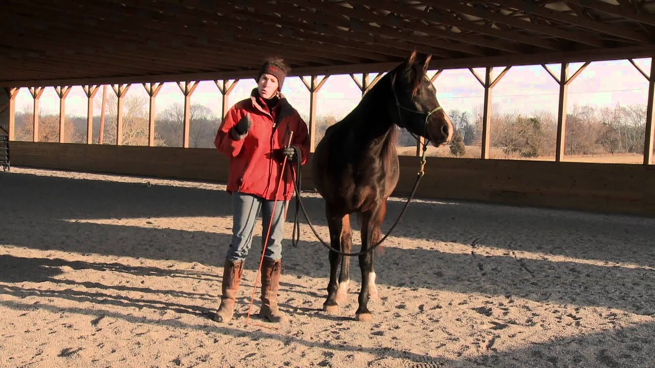 How to Teach a Horse to Lead Safely and Respectfully, Part I YouTube