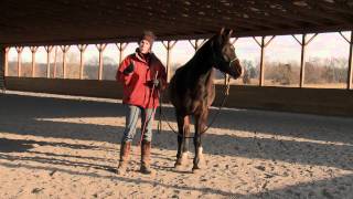 How to Teach a Horse to Lead Safely & Respectfully | Ground Manners Foundation | Part 1