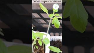 COMO GERMINAR🌱 TOMASTES 🍅 EN CASA (VIVERO EN CASERO) // UN HUERTO EN EL PATIO🍓