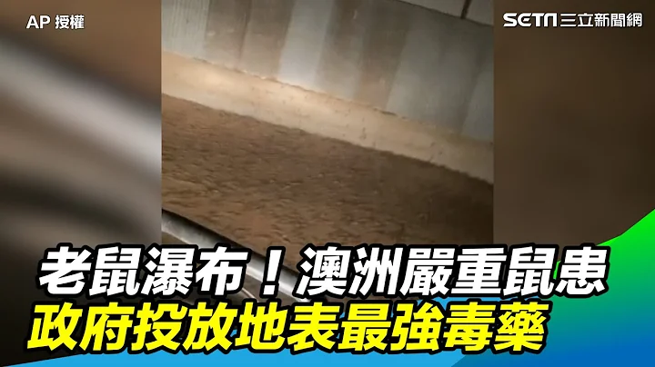 老鼠瀑布！澳洲严重鼠患 政府宣布投放地表最强鼠药｜三立新闻网 SETN.com - 天天要闻