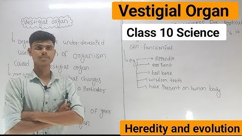 Vestigial Organ | Heredity And Evolution | Class 10th Science | Maharashtra Board