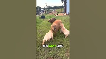 This Chill Capybara Has Life All Figured Out #shortvideos
