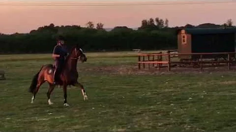 Smartie jumping at home