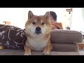 アポ無しで実家にいったら大興奮だった。