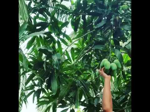 Mango tree