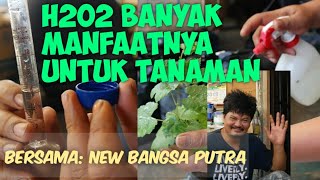 Hidrogen Peroksida #H2O2 Untuk Tanaman