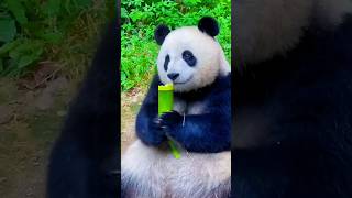 O Animal Secreto de Cada País | Você não vai acreditar no do México! #mundoanimal #animals #animais