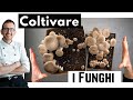 Coltivare i funghi in CASA + Nuova Ricetta VEGAN BURGER (che devi assolutamente provare)