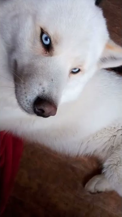 Naël ♥️