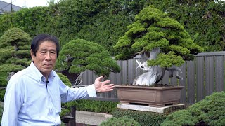 Masahiko Kimura's Bonsai garden