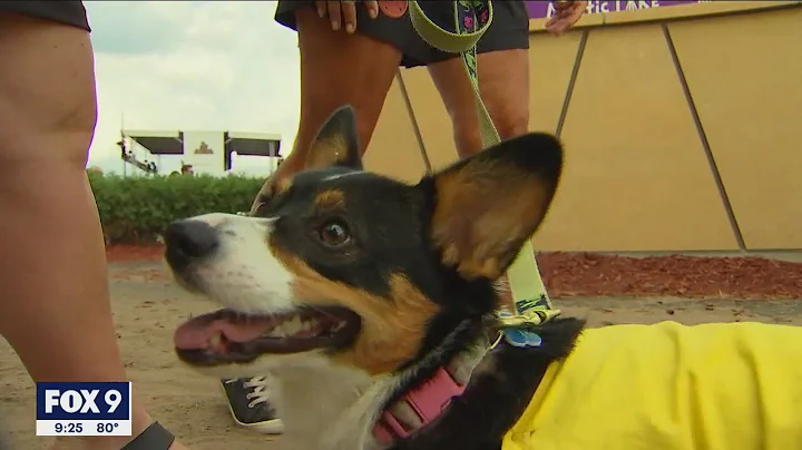 Corgis race at Canterbury Park