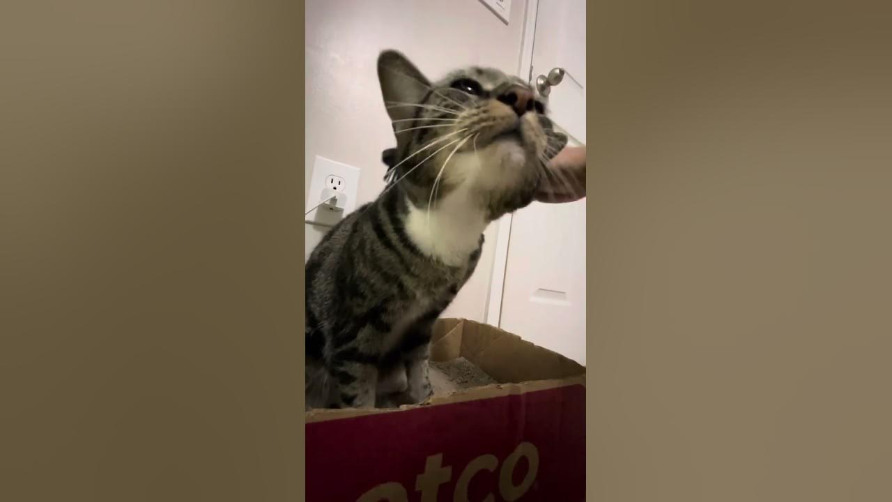 My cat likes me to pet her. YouTube