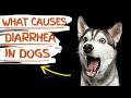 🐶💩CAUSES of DIARRHEA in DOGS and how to TREAT IT