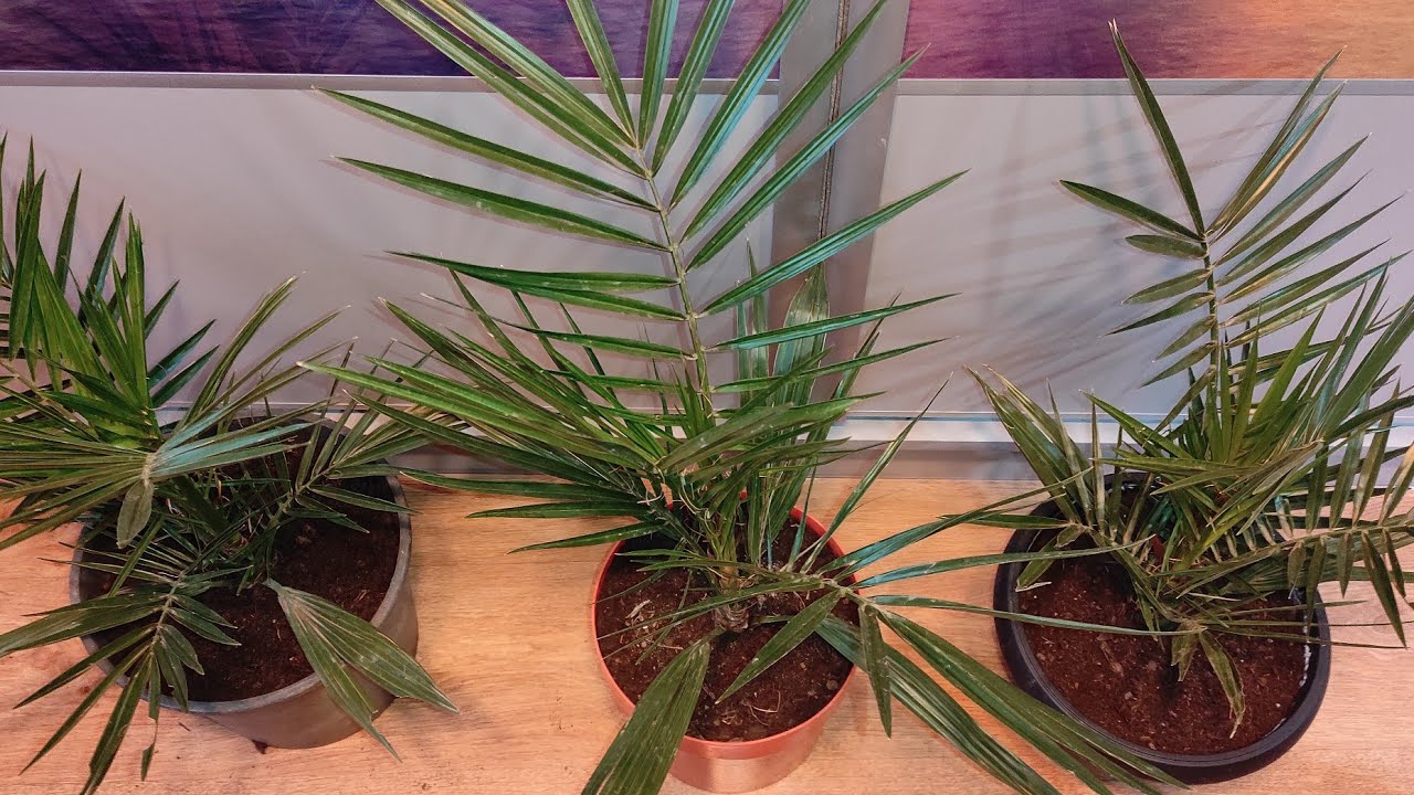 Daktylowiec kanaryjski - nowy zakup oraz plany na przyszłość