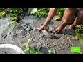 Big Hand Fishing.  Fishing Technique By Removing The Water In The River.