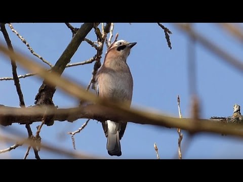 Ptice Hrvatske - Šojka (Garrulus glandarius) (Birds of Croatia - Jay) (4/7)