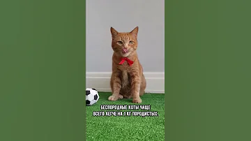Сколько должна весить кошка #кот #коты #shorts
