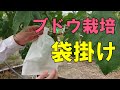【ぶどうの袋掛け作業】シャインマスカット・ブラックビートの袋の種類の違いについて解説(#19)