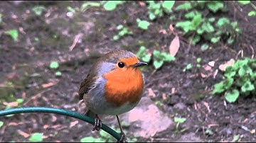 UK Robin song.and Alarm call.