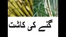 Video result for sugarcane crops in pakistan