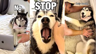 Daily Life With a Talking Husky | Compilation 5