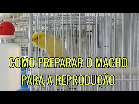REPRODUÇÃO DE CANÁRIOS