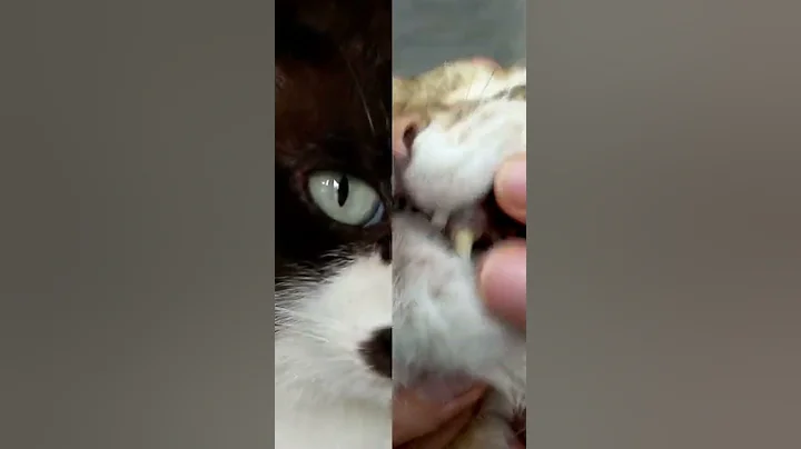 Video 8157171: american shorthair, domestic shorthair, purebred cat, mix cat, cat facts, cat love