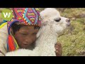 Kleines peruanisches Alpaka-Fohlen bekommt einen Paten