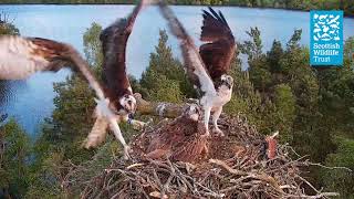 Osprey Intruders in SloMo  (Loch of the Lowes osprey Webcam 2023)