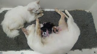 Reaction Of Little Cat to the First Meeting Newborn Kittens by Top Kitten TV 3,074 views 2 years ago 5 minutes, 16 seconds