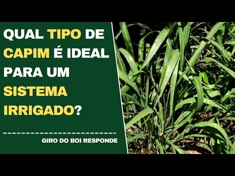 QUAL TIPO DE CAPIM É IDEAL PARA UM SISTEMA IRRIGADO?