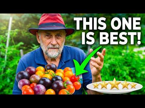 The TOP Cherry Tomato For Gardeners Revealed!