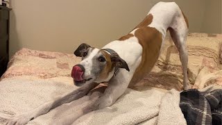 Funny greyhound demands dinner and then sleeps like a baby.