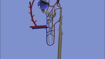 Interactive 3D Nephron