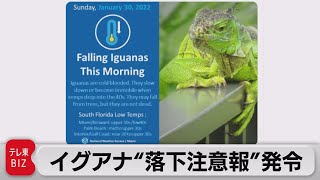 木にはつらら…フロリダ異例の寒波にイグアナ“落下注意報”も（2022年1月31日）