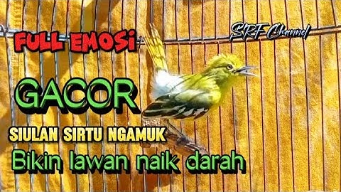 SIRTU GACOR FULL EMOSI 100% AMPUH UNTUK PANCINGAN BUNYI FIGHTER#sirtugacor@srfchannel3881